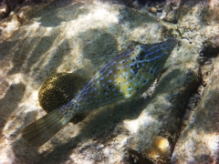 Filefish, Bonaire