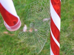 Candy Cane Web