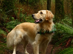 Bailey in the Watershed