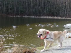 Bailey chasing ducks