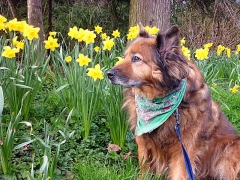 Max among the daffodils