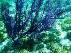 Coral, Smith's Reef