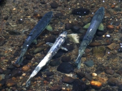 Three-Salmon