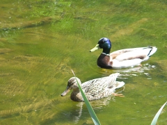 Ducks in Crescent Park