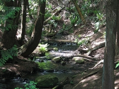 Elgin Creek