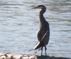 Heron with a beer belly